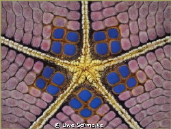 Symmetry -
Structure of a seastar by Uwe Schmolke 